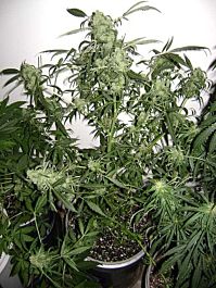 Flash Auto-Flowering Seeds Santa Autoflowering Regular