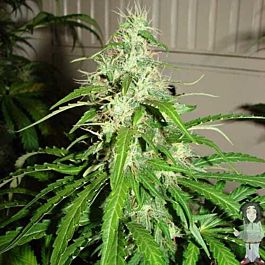 Flash Auto-Flowering Seeds Diesel Haze Autoflowering Regular