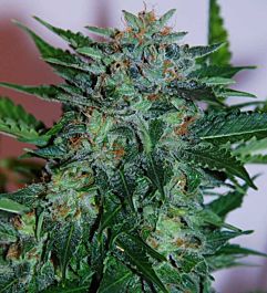 SAMSARA Flash Babylon Auto Feminized