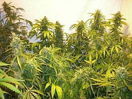 Flash Auto-Flowering Seeds Black Samba Auto Feminized