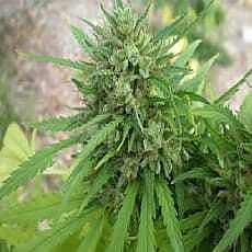 Flash Auto-Flowering Seeds Copacabana Auto Feminized