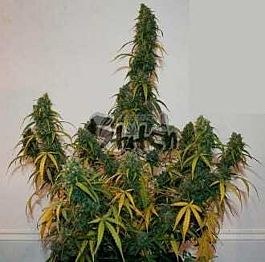 Flash Auto-Flowering Seeds Formula One Auto Feminized