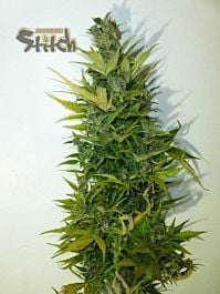 Flash Auto-Flowering Seeds Lemon Haze Auto Feminized