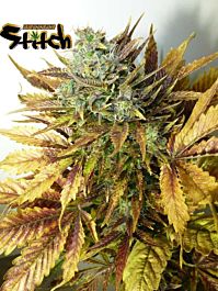 Flash Auto-Flowering Seeds Purple Sirius Kush Auto Feminized