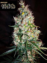 Flash Auto-Flowering Seeds Russian Haze Auto Feminized