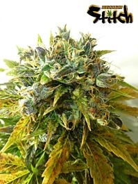 Flash Auto-Flowering Seeds Stardust Auto Regular