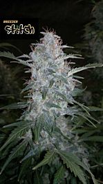 Flash Auto-Flowering Seeds White Sirius Auto Feminized