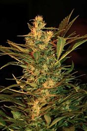 Flash Auto-Flowering Seeds Speedy Gonzales Autoflowering Feminized