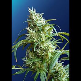 Sweet Seeds Flash Back #2 Feminised