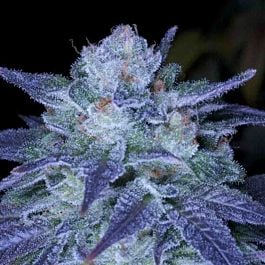 Archive Seeds OverFLO Regular