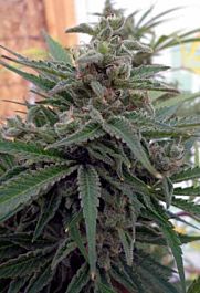Rare Dankness Seeds Flo OG Regular