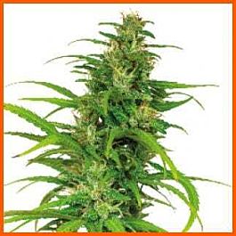 Barneys Farm Flower Power Auto-flowering Feminised