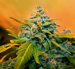 Gage Green Seeds Flying Hammer Regular