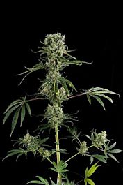 Dinafem Moby Dick #2 Feminized