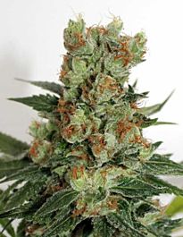 Ripper Seeds Fuel OG Feminized