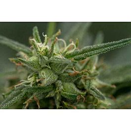 710 Fools Gold Feminized