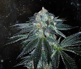 Gage Green Seeds Force OG Regular
