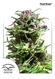 Dutch Passion Forest Dream Feminized