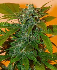 Freedom of Seeds Romberry Feminized