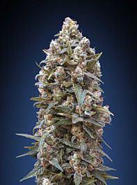 00 Seeds 00 Kush Feminized