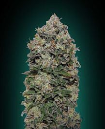 00 Seeds Northern Lights Feminized