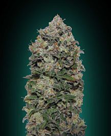 00 Seeds Sweet Critical Feminized