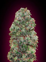 00 Seeds Bubble Gum Feminized