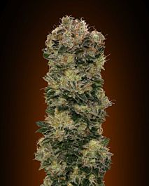 00 Seeds Auto Sweet Soma Feminized