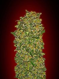 00 Seeds 00 Female Collection #2 