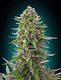 00 Seeds 00 Auto Feminized Collection #2
