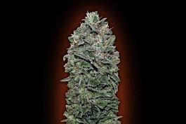 00 Seeds Sweet Soma Feminized