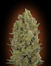 00 Seeds 00 Cheese Feminized