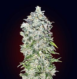 00 Seeds Auto 00 Kush Feminized