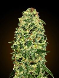 00 Seeds California Kush Auto Feminized