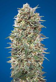 00 Seeds California Kush Feminized