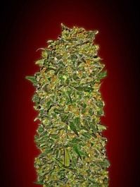 00 Seeds Chocolate Kush Feminized