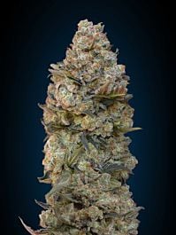 00 Seeds Chocolate Skunk Feminized