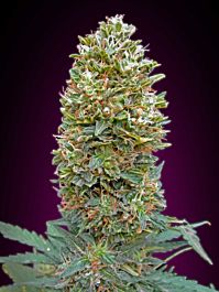 00 Seeds Auto Bubble Gum Feminized