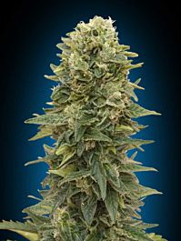 00 Seeds Auto Afghan Mass Feminized