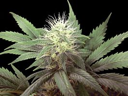 Green House Company Alaskan Ice Feminised