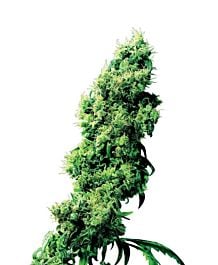 Sensi Seeds Four Way Regular