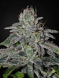 Green House Company Franco's Lemon Cheese Feminised