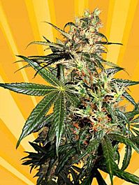 Freedom of Seeds Freedom Haze Regular