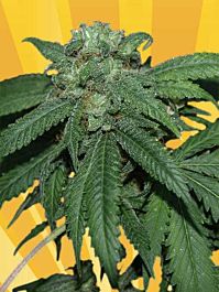 Freedom of Seeds Hash Lover Regular