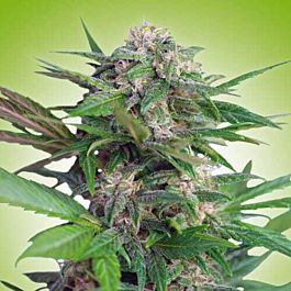 Freedom Seeds Big Easy Auto Feminized