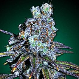 Freedom Seeds FreeBD Feminized