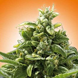 Freedom Seeds Freedom Cheese Feminized