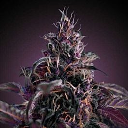 Freedom Seeds Midnight Express Auto Feminized