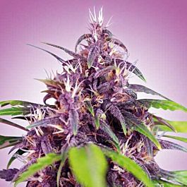 Freedom Seeds Purple Express Auto Feminized