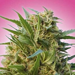 Freedom Seeds Section 6 Feminized